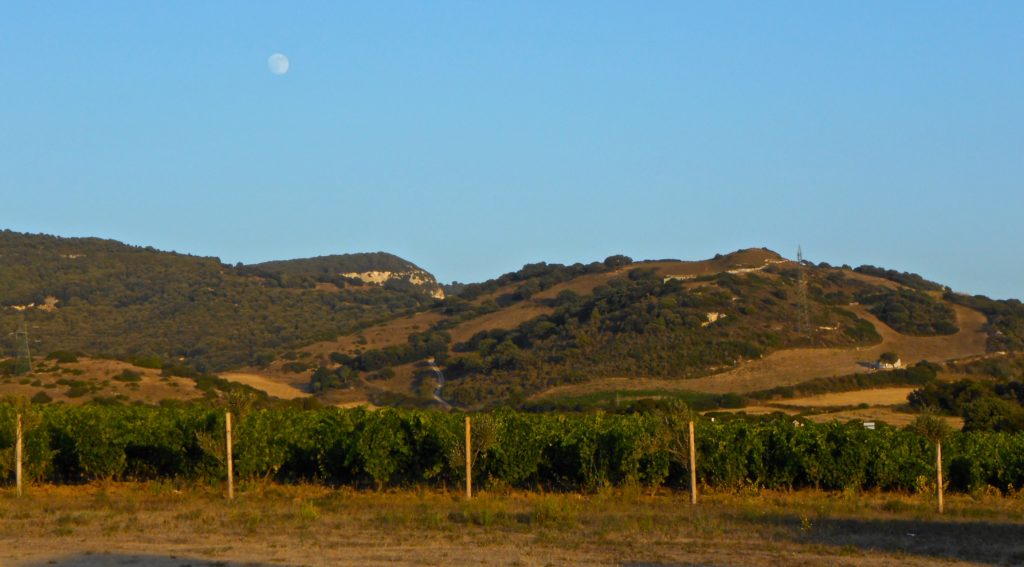 Sardegna-Tenute-Dettori Sardegna-Romangia-Dettori