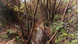 corso d'acqua all'interno della Riserva naturale dell'insugherata