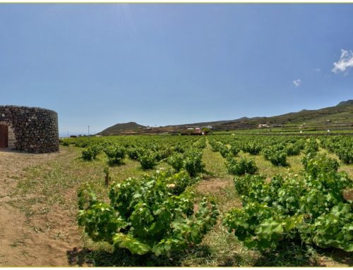 Il giardino Pantesco, la vite di Zibibbo e il valore dell’acqua